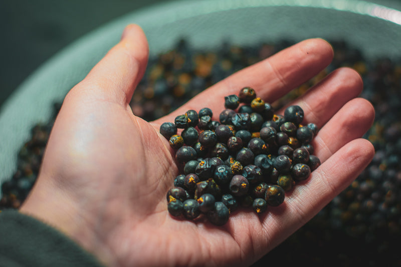 The Essential Guide to Juniper